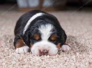 tri-colored female mini bernedoodle near Chicago Illinois