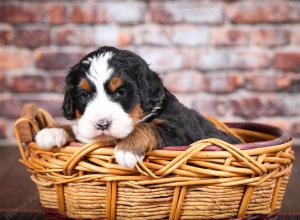 tri-colored female mini bernedoodle near Chicago Illinois