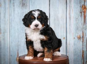 tri-colored female mini bernedoodle near Chicago Illinois