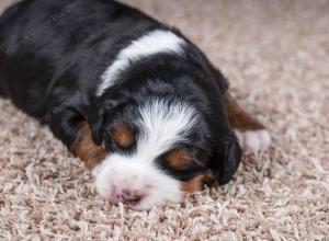 tri-colored female mini bernedoodle near Chicago Illinois