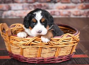 tri-colored female mini bernedoodle near Chicago Illinois