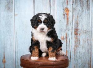 tri-colored female mini bernedoodle near Chicago Illinois