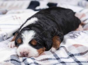 tri-colored female mini bernedoodle near Chicago Illinois