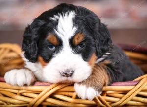 tri-colored female mini bernedoodle near Chicago Illinois