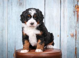 tri-colored female mini bernedoodle near Chicago Illinois