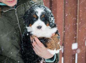 tri-colored female mini bernedoodle near Chicago Illinois