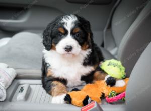 tri-colored female mini bernedoodle near Chicago Illinois