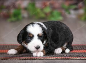 tri-colored female mini bernedoodle near Chicago Illinois