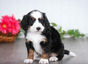 tri-colored female mini bernedoodle near Chicago Illinois