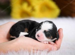 tri-colored female mini bernedoodle near Chicago Illinois