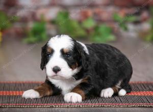 tri-colored female mini bernedoodle near Chicago Illinois