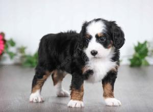 tri-colored female mini bernedoodle near Chicago Illinois