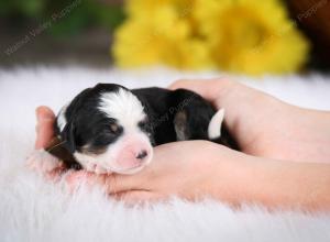 tri-colored female mini bernedoodle near Chicago Illinois