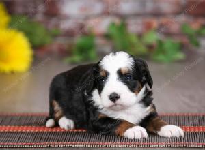 tri-colored female mini bernedoodle near Chicago Illinois