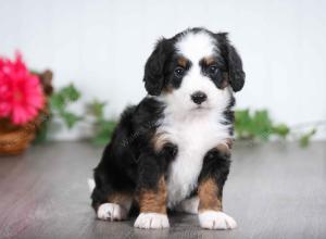 tri-colored female mini bernedoodle near Chicago Illinois