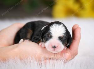 tri-colored female mini bernedoodle near Chicago Illinois