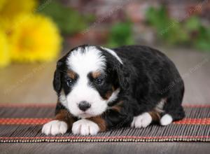 tri-colored female mini bernedoodle near Chicago Illinois