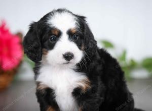 tri-colored female mini bernedoodle near Chicago Illinois