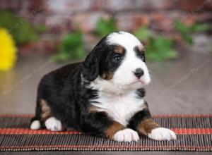 tri-colored female mini bernedoodle near Chicago Illinois