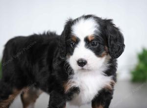 tri-colored female mini bernedoodle near Chicago Illinois