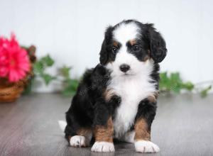 tri-colored female mini bernedoodle near Chicago Illinois