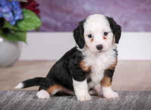 F1B Tiny Bernedoodle in Illinois