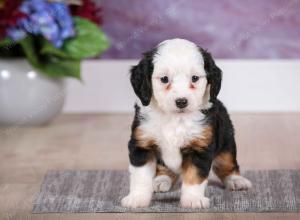 F1B Tiny Bernedoodle in Illinois