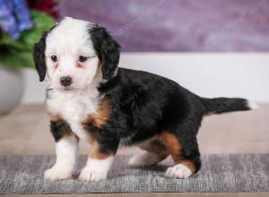 F1B Tiny Bernedoodle in Illinois