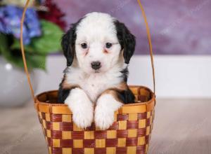 F1B Tiny Bernedoodle in Illinois