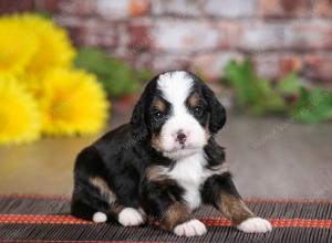 tri-colored male mini bernedoodle near St Louis Missouri