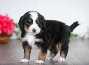 tri-colored male mini bernedoodle near St Louis Missouri