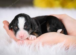 tri-colored male mini bernedoodle near St Louis Missouri