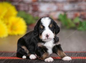 tri-colored male mini bernedoodle near St Louis Missouri