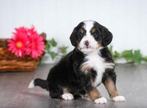 tri-colored male mini bernedoodle near St Louis Missouri