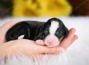 tri-colored male mini bernedoodle near St Louis Missouri