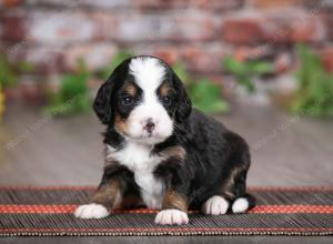 tri-colored male mini bernedoodle near St Louis Missouri