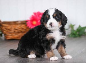 tri-colored male mini bernedoodle near St Louis Missouri