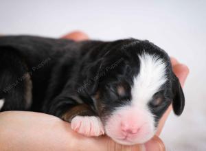 tri-colored male mini bernedoodle near St Louis Missouri