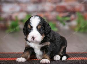 tri-colored male mini bernedoodle near St Louis Missouri