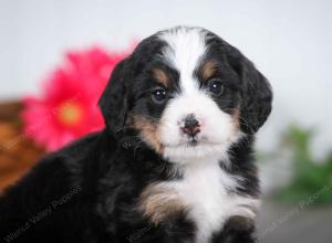 tri-colored male mini bernedoodle near St Louis Missouri