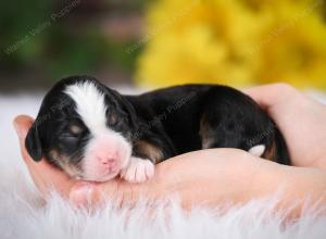 tri-colored male mini bernedoodle near St Louis Missouri