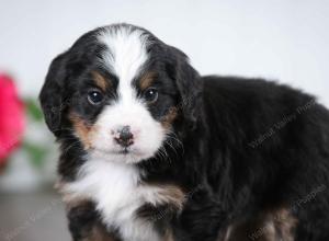 tri-colored male mini bernedoodle near St Louis Missouri 