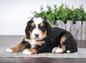 tri-colored male mini bernedoodle near Chicago Illinois