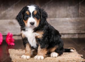 tri-colored male mini bernedoodle near Chicago Illinois