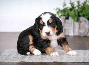 tri-colored male mini bernedoodle near Chicago Illinois