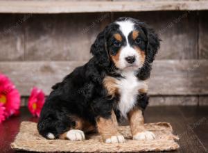 tri-colored male mini bernedoodle near Chicago Illinois