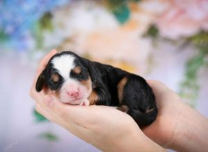 tri-colored male mini bernedoodle near Chicago Illinois