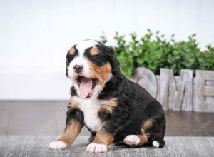 tri-colored male mini bernedoodle near Chicago Illinois