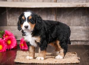 tri-colored male mini bernedoodle near Chicago Illinois