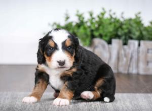 tri-colored male mini bernedoodle near Chicago Illinois